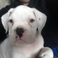 Hond Pearle (1)