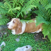 Foto 8 van een Basset Hound