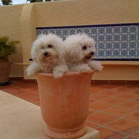 Foto 9 van een Bichon Frise
