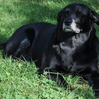 Hond Lhaysa (1)