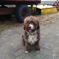 Foto 2 van een Perro de Agua Español