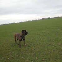 Foto 8 van een Cane Corso