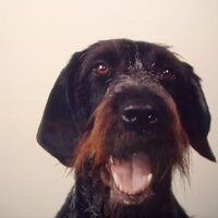 Foto 9 van een Duitse Staande Hond, Draadhaar