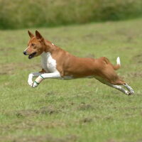 Foto 2 van een Basenji