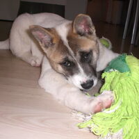 Foto 2 van een Akita