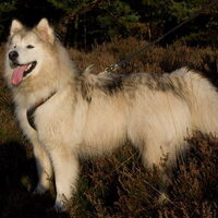 Hond Kayla (1)