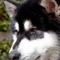 Hond Andor (1)