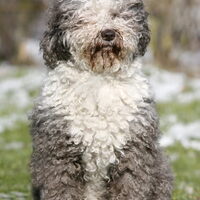 Foto 2 van een Perro de Agua Espagnõl