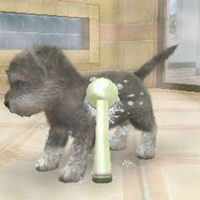 Foto 3 van een Schnauzer