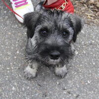 Foto 1 van een Middenslag Schnauzer, peper en zout