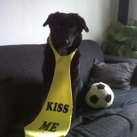 Hond Djarno (1)