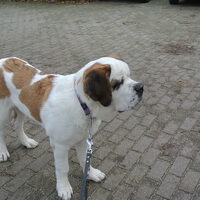 Foto 1 van een Sint Bernard, korthaar