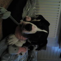 Hond Galo (1)