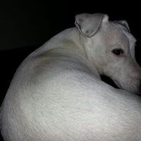 Hond Caspar (1)