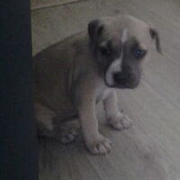 Hond Vienna (1)