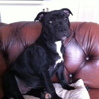 Foto 9 van een Staffordshire Bull Terrier