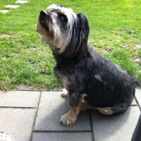 Foto 2 van een Schnauzer