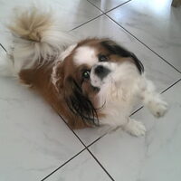 Foto 4 van een Japanse Spaniel