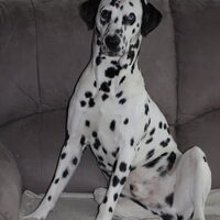 Foto 8 van een Dalmatische hond