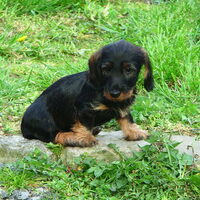 Foto 1 van een Kaninchen Dashond, ruwhaar