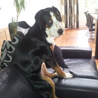 Foto 9 van een Grote Zwitserse Sennenhond