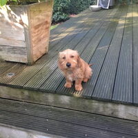 Foto 7 van een Basset Fauve de Bretagne