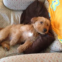 Foto 6 van een Basset Fauve de Bretagne