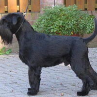 Foto 1 van een Middenslag Schnauzer, zwart