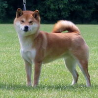 Foto 4 van een Shiba Inu