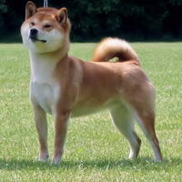Foto 3 van een Shiba Inu