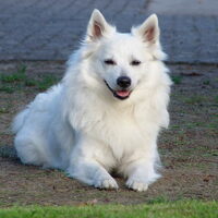 Foto 9 van een Grote Keeshond, wit