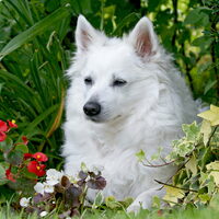 Foto 8 van een Grote Keeshond, wit