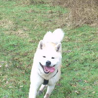 Foto 4 van een Japanse Akita
