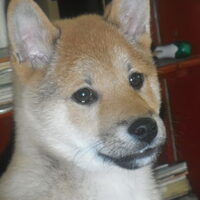 Foto 2 van een Shiba Inu