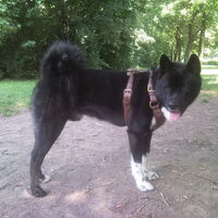 Foto 1 van een Akita