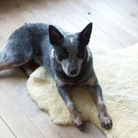Foto 6 van een Australian Cattle Dog