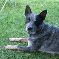 Foto 5 van een Australian Cattle Dog