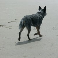 Foto 4 van een Australian Cattle Dog