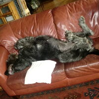 Foto 1 van een Ierse Wolfshond