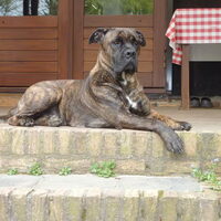 Foto 7 van een Cane Corso