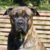 Foto 6 van een Cane Corso