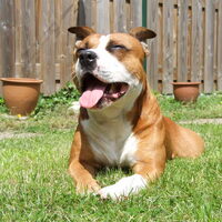 Foto 8 van een Staffordshire Bull Terrier