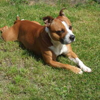 Foto 7 van een Staffordshire Bull Terrier