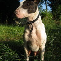 Foto 4 van een Bull Terrier, standaard