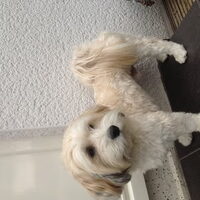 Foto 7 van een Havanezer