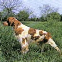 Foto 5 van een Brittany
