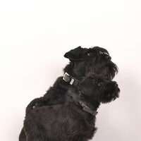Foto 3 van een Dwergschnauzer, zwart