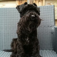 Foto 2 van een Dwergschnauzer, zwart