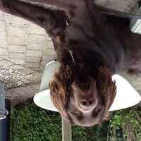 Foto 7 van een Duitse Staande Hond, Langhaar