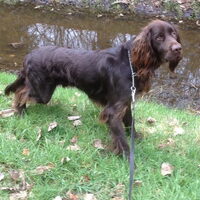 Foto 6 van een Duitse Staande Hond, Langhaar